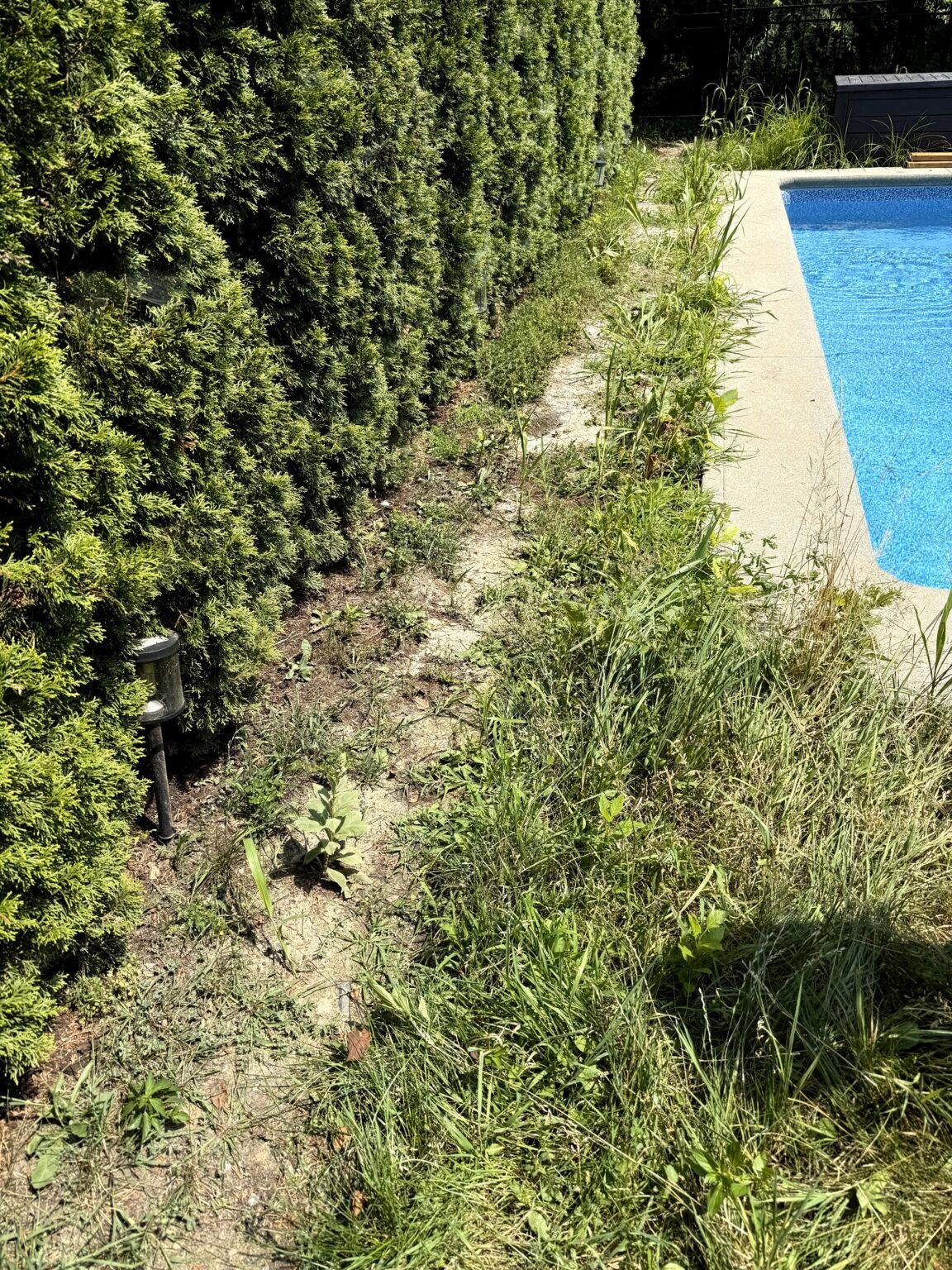Mauvaises herbes et terre à nu entre une haie de cèdres et une piscine, avant les travaux